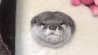 日常のカワウソの可愛かった所だけ切り抜いてみた！3 I clipped out only the parts where the everyday otter was cute! 3