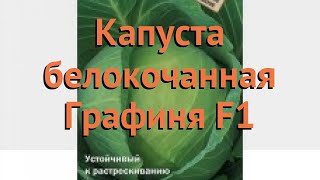 Капуста белокочанная Графиня F1 (grafinya f1) ? обзор: как сажать, семена капусты Графиня F1