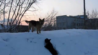 Scottish Terrier Buba&Rex * Скотч-терьер Буба и Рекс