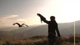La Falconeria di Gherardo Brami