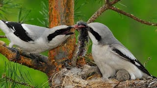 Дерзкий хищник серый сорокопут - Птицы России - Фильм 23 - Great gray Shrike