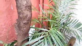 21 de outubro de  2017 :PLANTAS NO GERAL.