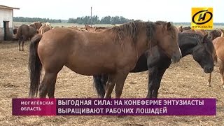 Выгодная сила: Рабочих лошадей выращивают энтузиасты на конеферме