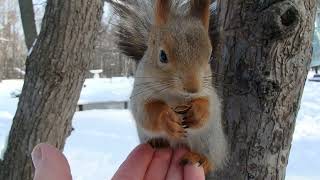 Белка худая и голодная / The squirrel is thin and hungry