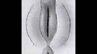 Female Genitalia Development