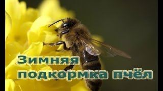 Пчеловодство: зимняя подкормка пчёл мёдом)