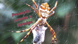 Predação Aranha x Formiga