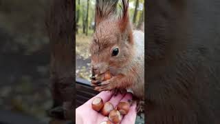 Ушастик на скорость вскрывает фундук / Ushastik opens the hazelnut at speed