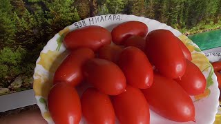 ТОМАТ НИАГАРА. №398. ДЕГУСТАЦИЯ. 