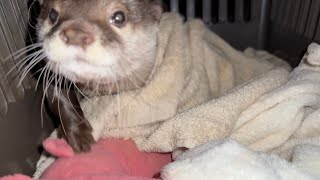 月曜から金曜までの飼い主が帰宅した時のカワウソの出迎え方！ The way the otter greets me when I come home Monday through Friday!