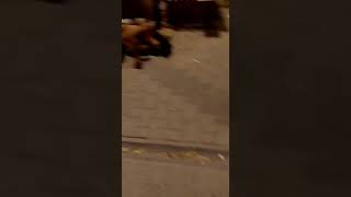 Bonzai içen travesti yakalandı
