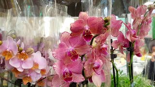 ОРХИДЕИ в КАСТОРАМА на Татьянин день Pirate Picotee Пират Пикоти Попугай Rome Рим Orchids орхидея