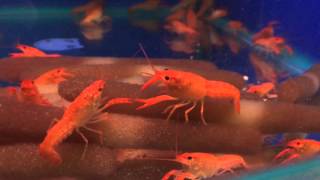 Рак красный флоридский  Procambarus clarkii