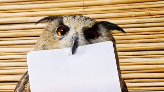 О планах на выходные. Выставка насекомых. У совы новый канал!