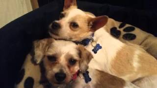 Severely Abused Dogs Rescued - 1