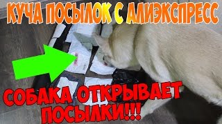 Куча посылок с aliexpress за доллар ❤ 10 КРУТЫХ ВЕЩЕЙ ДЛЯ КОШЕК И СОБАК С АЛИЭКСПРЕСС 2018 до 1$