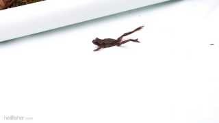 Tailed Frog Jump And Crash Landing