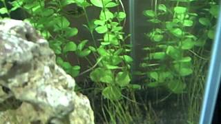 Parasite problem : Callumanus worms