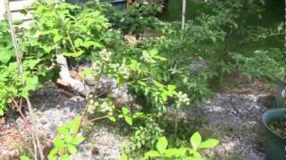 How to grow your own blueberries