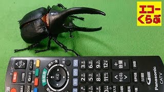 昆虫の森 大カブトムシ祭り タカラトミーの食玩のおもちゃの開封＆紹介 ネプチューンオオカブト