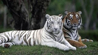 Зоопарк. Редкость. Белый тигр. Развивающее видео для детей. Zoo. White Tiger.Video for children.