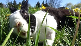 Rabbit falls over but keeps eating