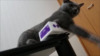 他の猫が飼い主に甘えようとすると怒るわがまま灰色猫