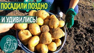 Удивила посадка картофеля летом! ???? Выращивание по технологии Гордеевых