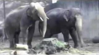 Elephant has trouble with his cumshot