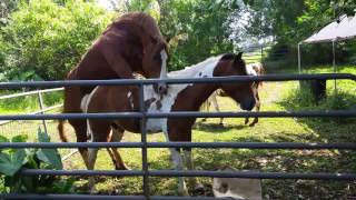 Hawaii Horses double date