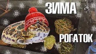 Отправили в зимовку рогаток. Род Ceratophrys.