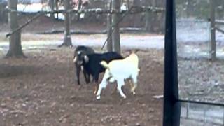 Gay goats.