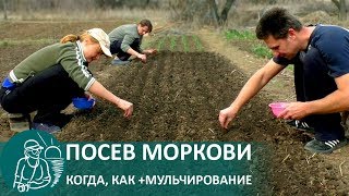 ☘ Посадка моркови с мульчированием по технологии Гордеевых