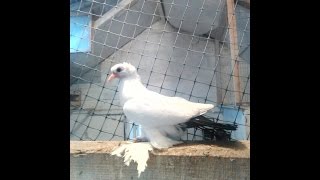 КАВКАЗСКИЕ ИГРОВЫЕ ГОЛУБИ. Pigeons (Gaibu Alexandru , Унгены, Молдова )