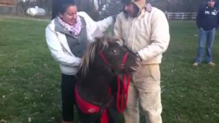 Pony