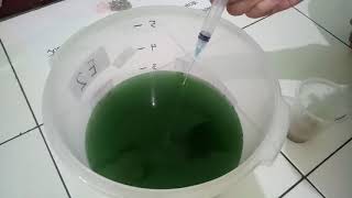 Tugas kultur spirulina