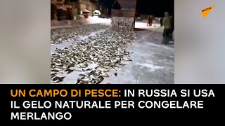 Un campo di pesce: in Russia si usa il gelo naturale per congelare merlango