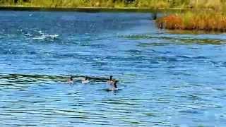 Release of Common Mergansers