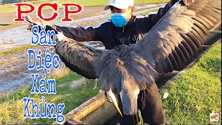 Những Pha Săn Cò Đẹp Mắt Của Cao Thủ PCP | Săn Diệc Xám Siêu To Bằng PCP - Sang Săn Vlog