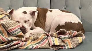 Shelter dog finally has a home after heartbreaking loss
