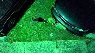 nice kitty brawl!