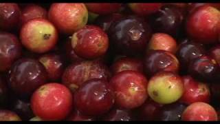 Cadena Camu Camu