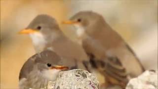 Lacustari, Pastor roseus nesting colony, Rosy Starlings with chicks