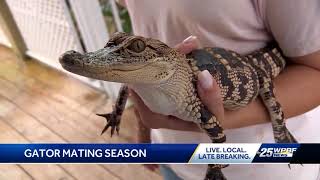 Gator Mating Season