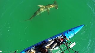 Stalked By A Hammerhead Shark!!! - Florida Keys