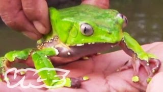 Tripping on Hallucinogenic Frogs (Part 1/3)