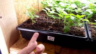 Peppers growing 5630 led strip
