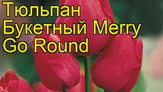 Тюльпан букетный Карусель. Краткий обзор, описание характеристик, где купить луковицы Merry Go Round