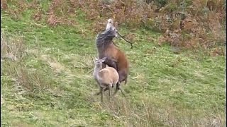 RED DEER RUT - From CONTENDER to KING - WARNING: Mating Wildlife - Natural Behaviour  Cervus elaphus