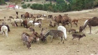 Safari Aitana. Сафари Айтана.